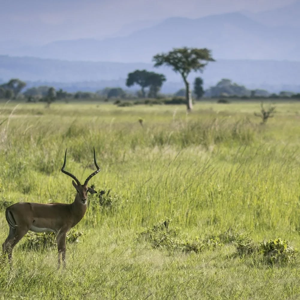 Arusha